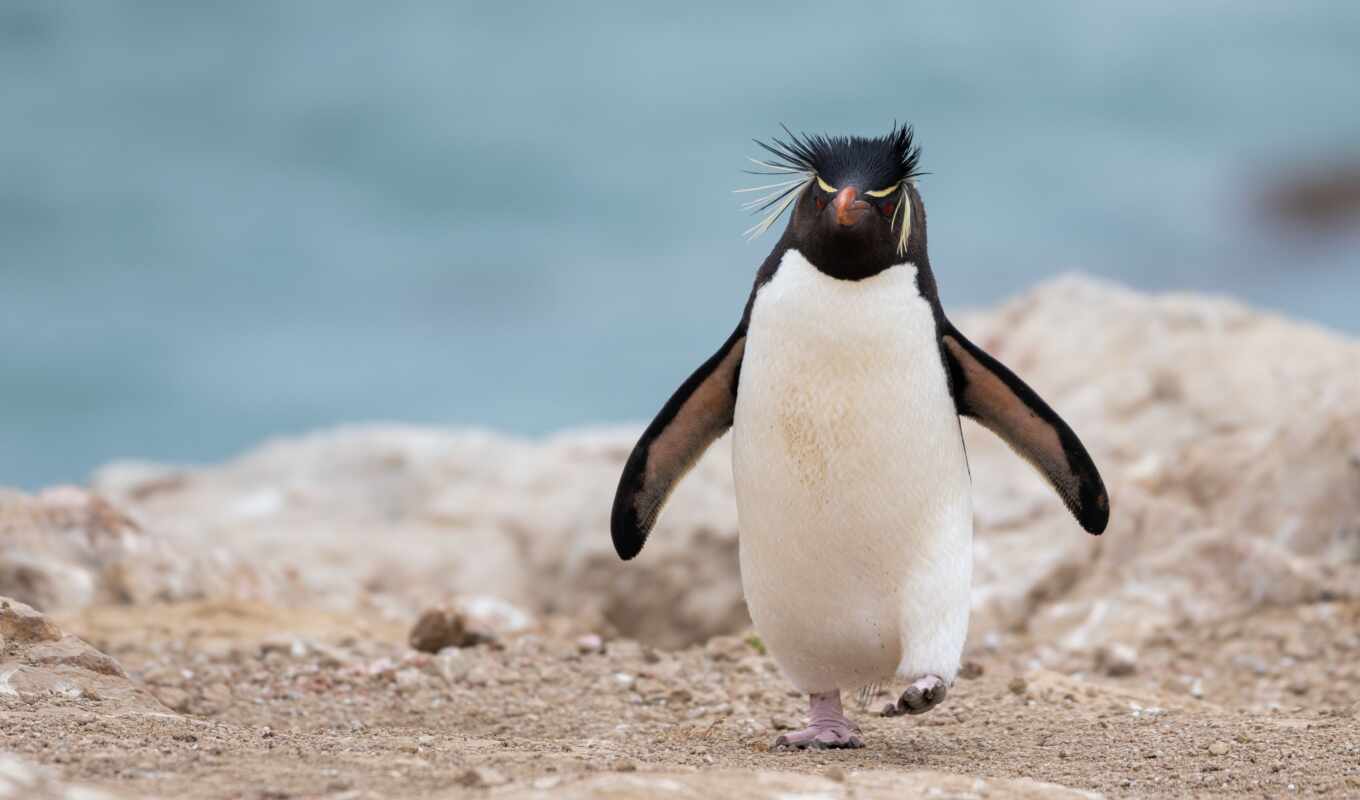 cute, animal, penguin, parallax, pingvin, funny, narrow, shirokoformatnyi