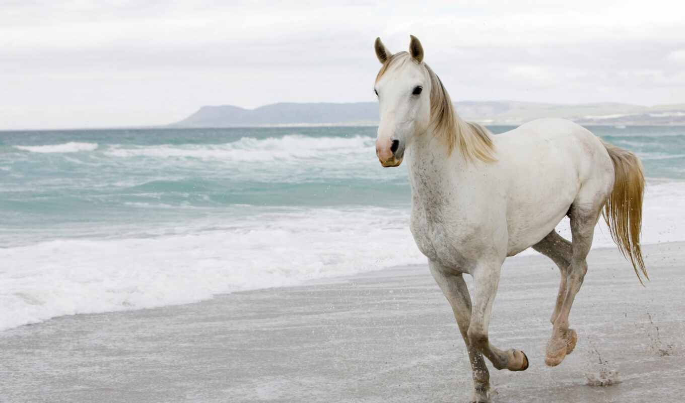 white, horse, animal