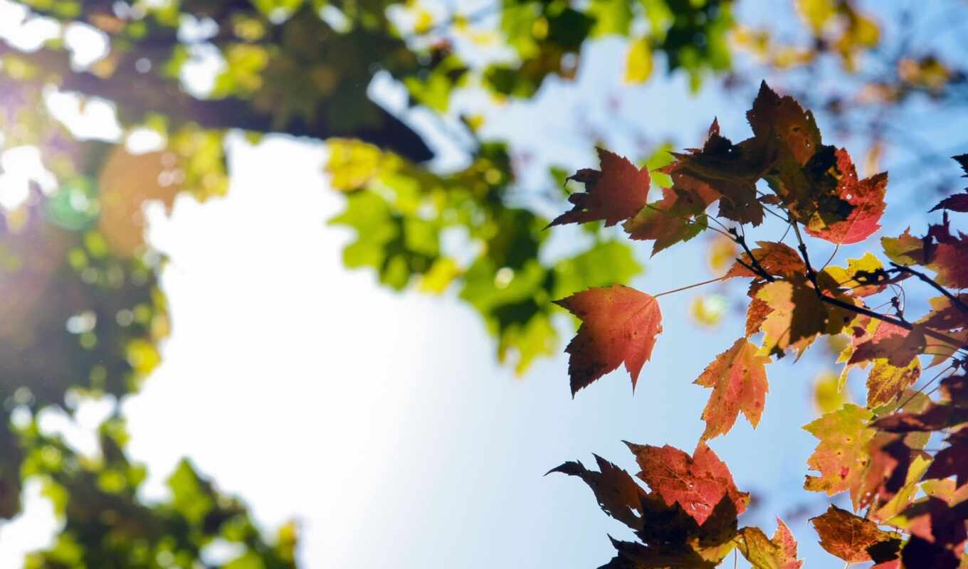 природа, небо, осень, листва, branch