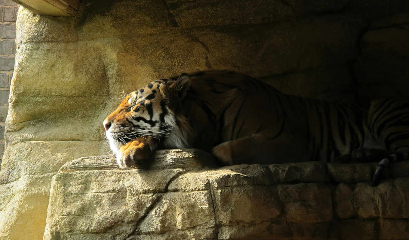 tiger, sleep