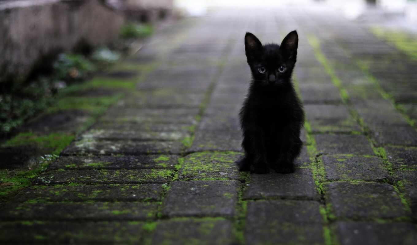 black, лицо, reason, кот, don, today, психология, adopt