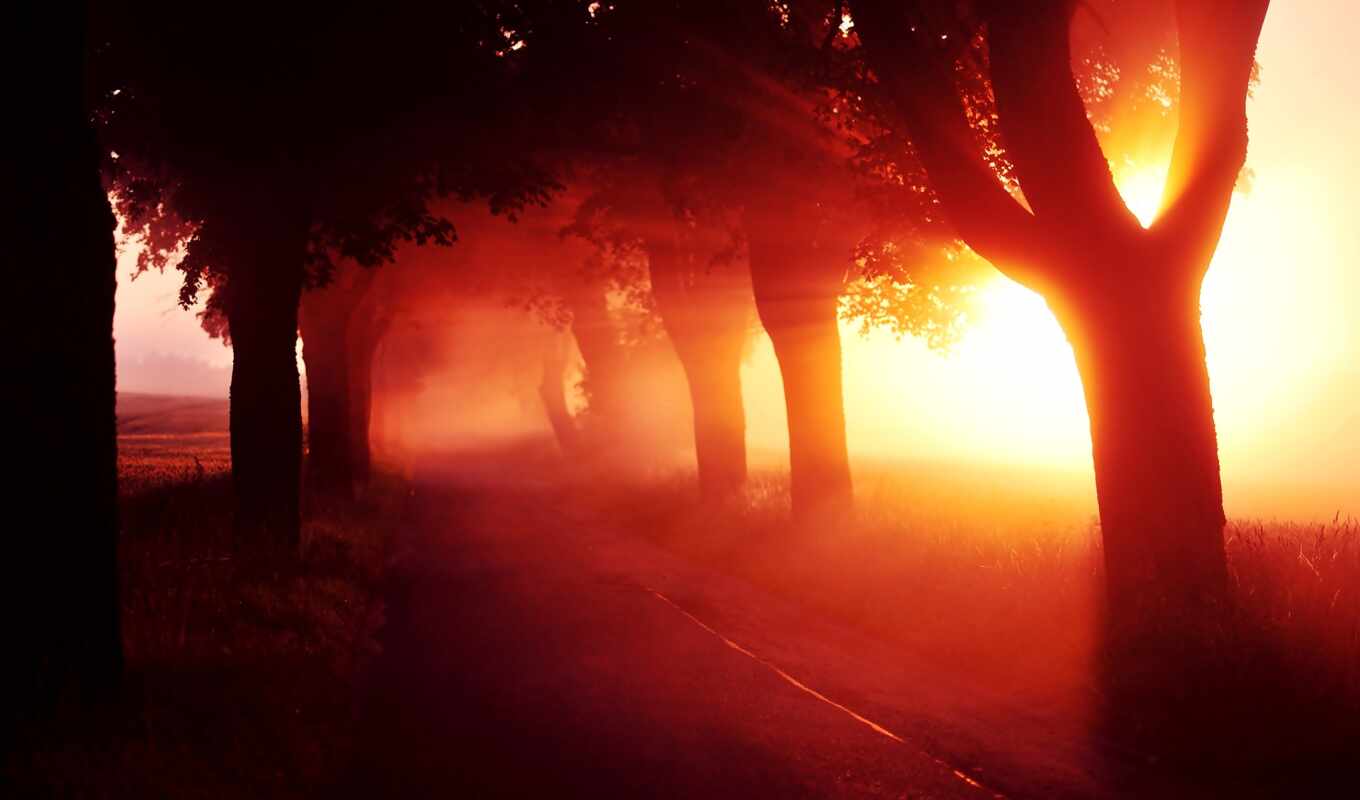nature, a laptop, themes, red, tree, sunset, day, alley