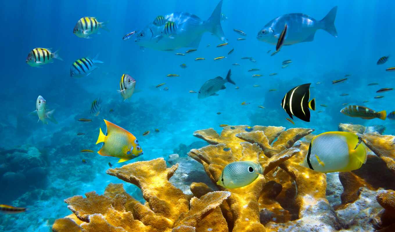 природа, красивые, под, world, ocean, fish, рыбки, водой, красиво, кораллы, pisces