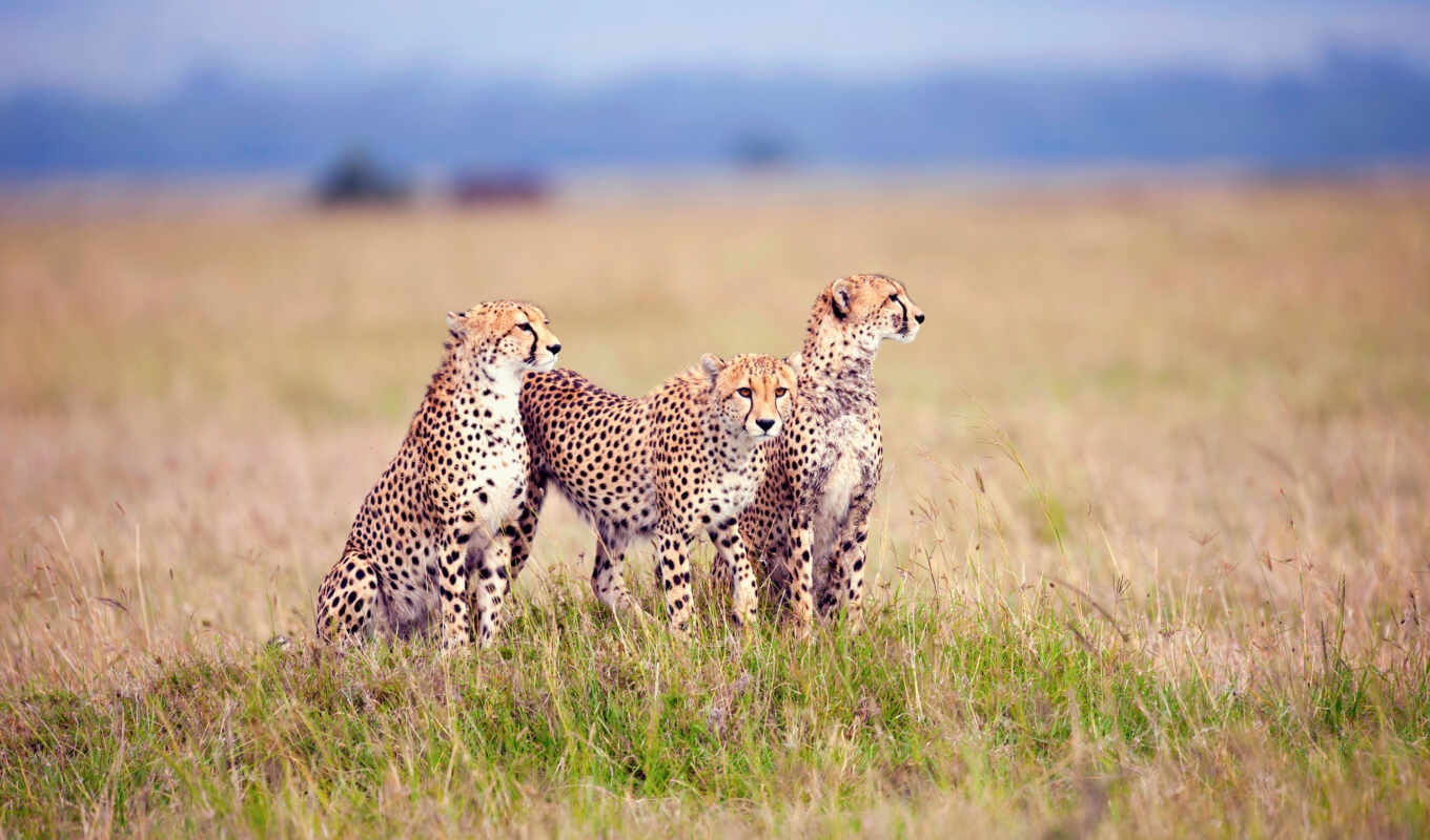 nature, background, predator, savannah, american, animal, the cub, cheetah, sit, serengetus