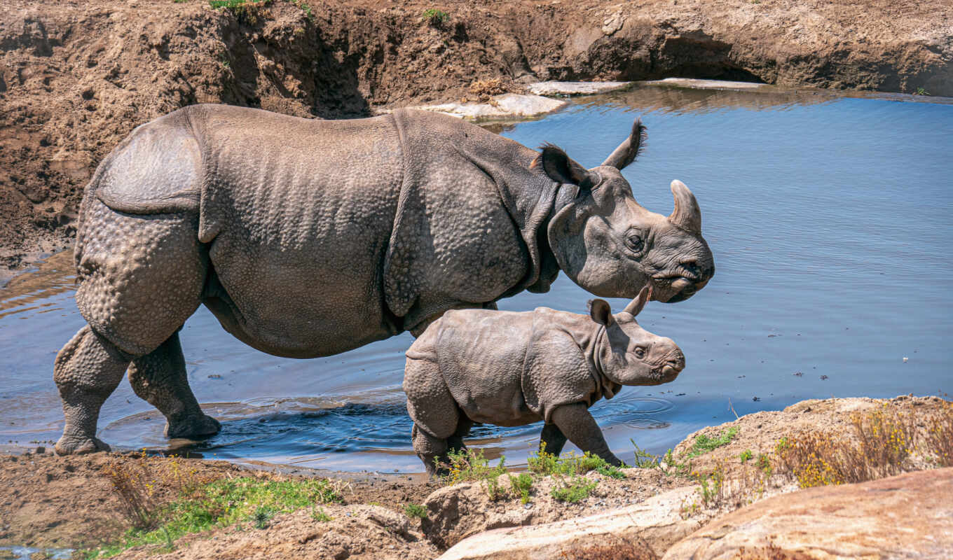 носорог, идея, rhino