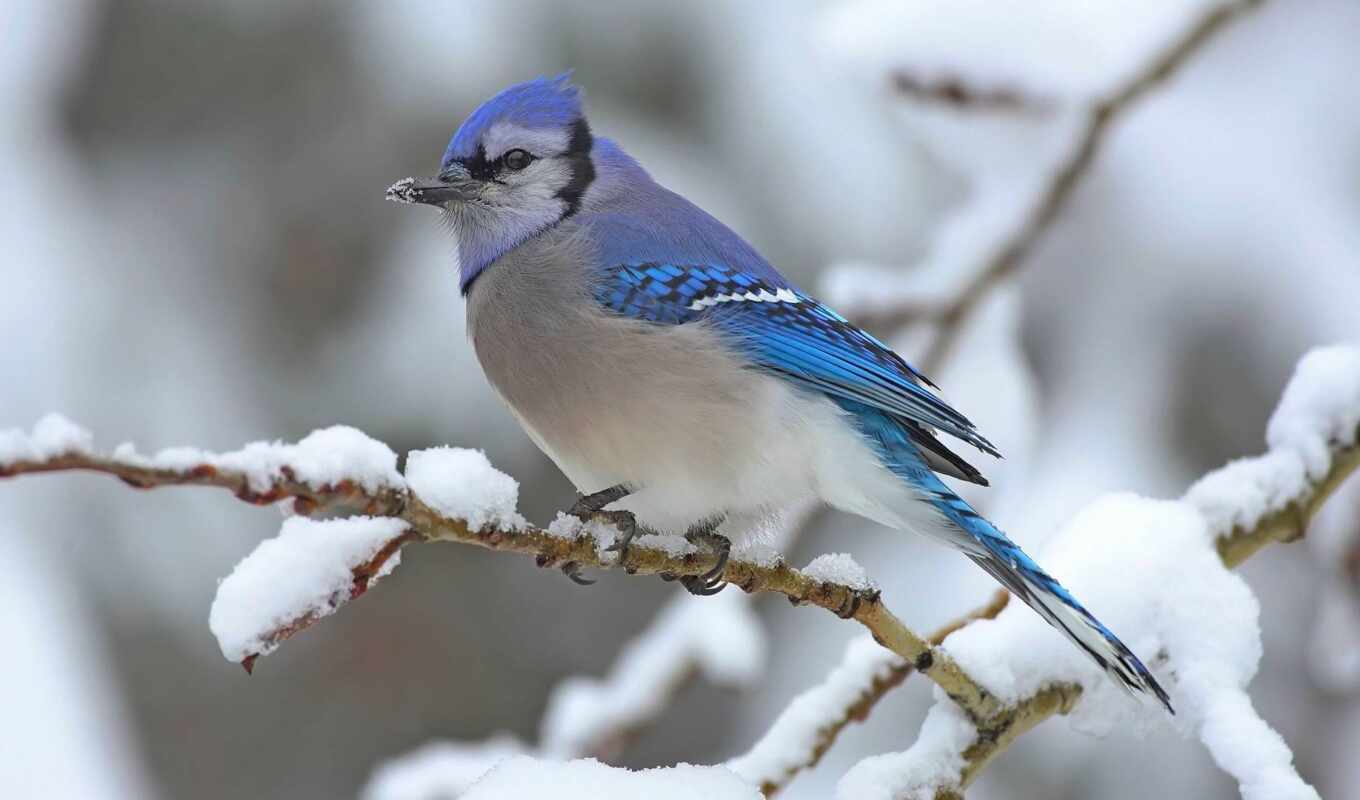 winter, bird
