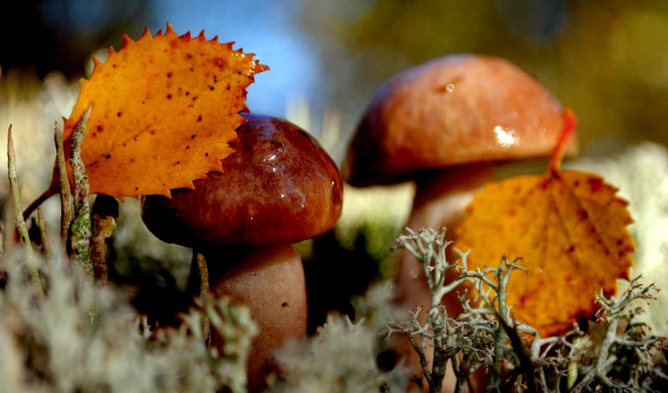 природа, макро, осень, листва, грибы