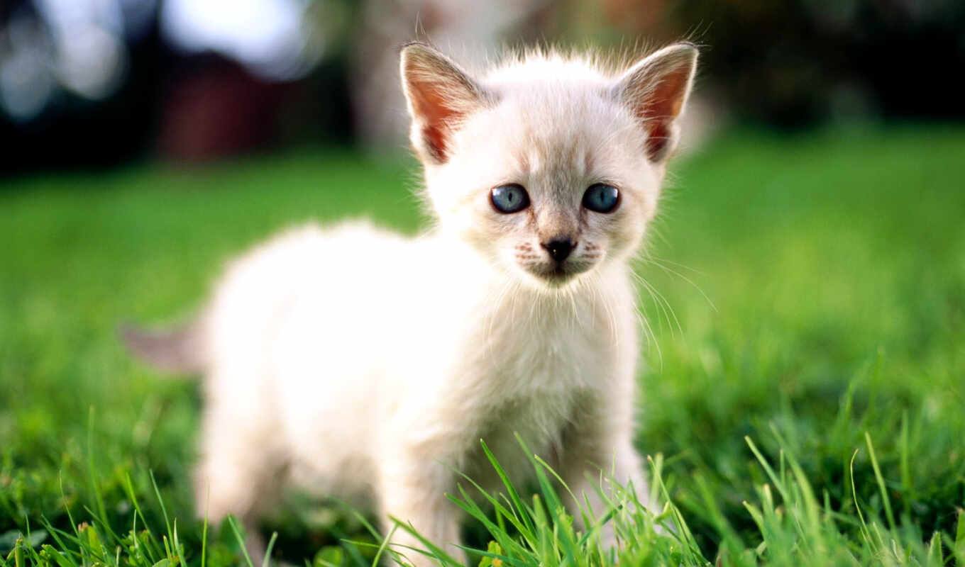 house, white, макро, серый, кот, глазами, голубыми, котенок, солнца