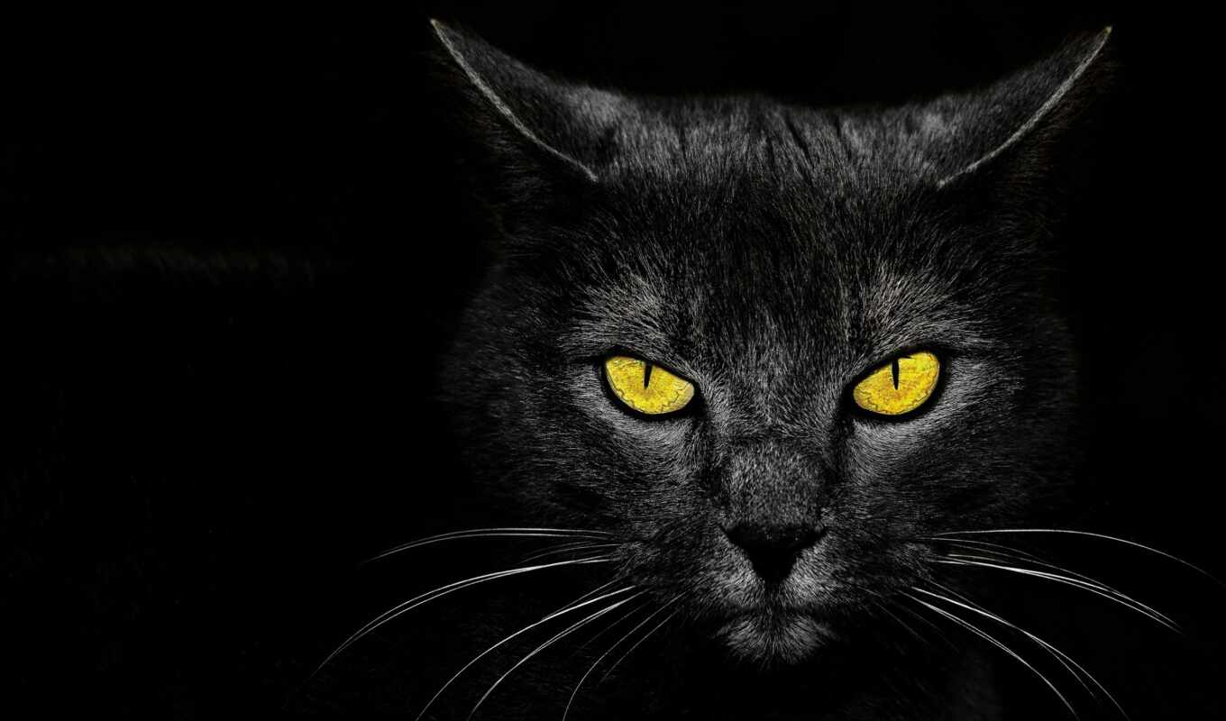 black, eyes, cat, ass, yellow