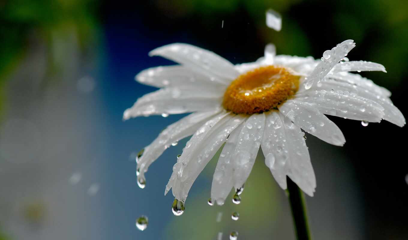 природа, цветы, drop, дождь, water, ромашка