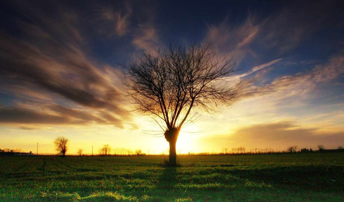 nature, sky, tree, grass, sunset, landscape, sunlight, branch, sol, lonely, dried