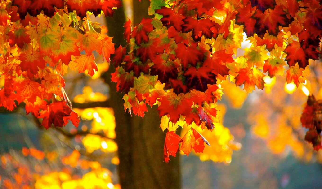 лист, дерево, осень, maple, funart, oir