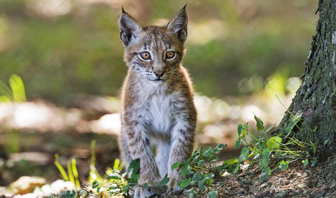 kitty, lynx