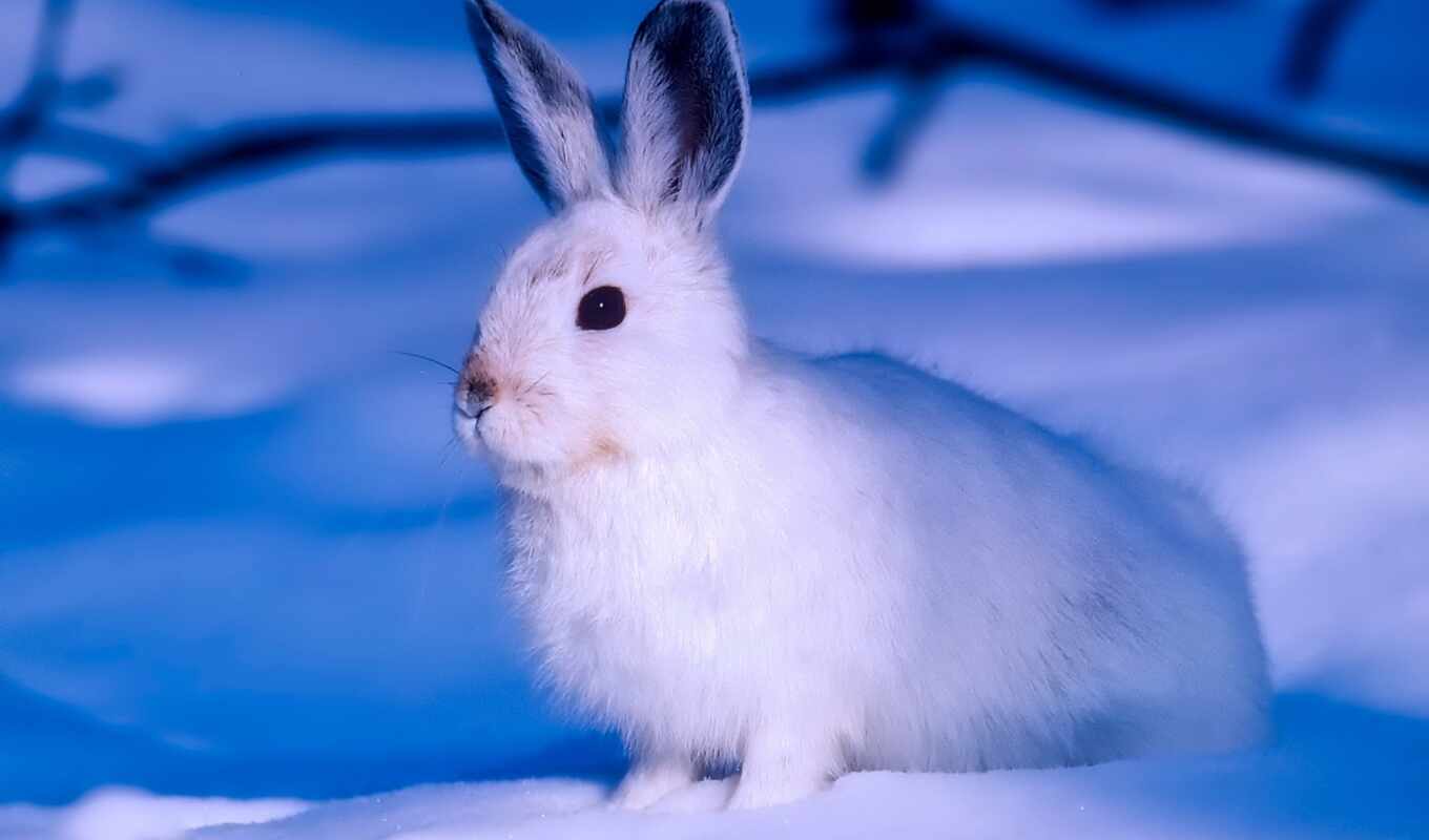 white, снег, animal, кролик, заяц