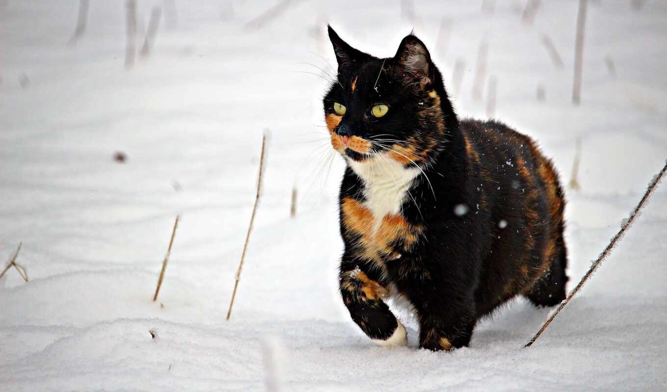 black, снег, winter, кот, коты