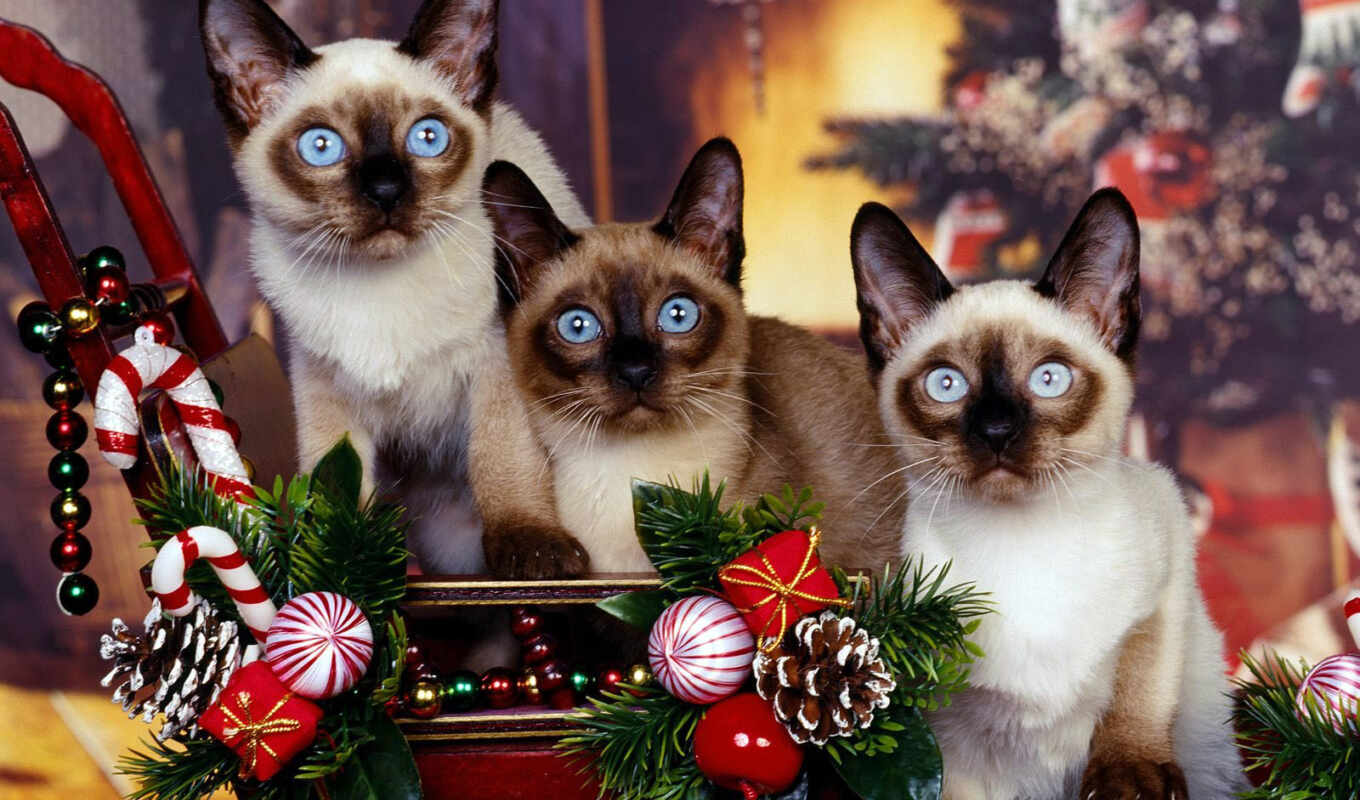 кот, christmas, котенок, семья, сиамский