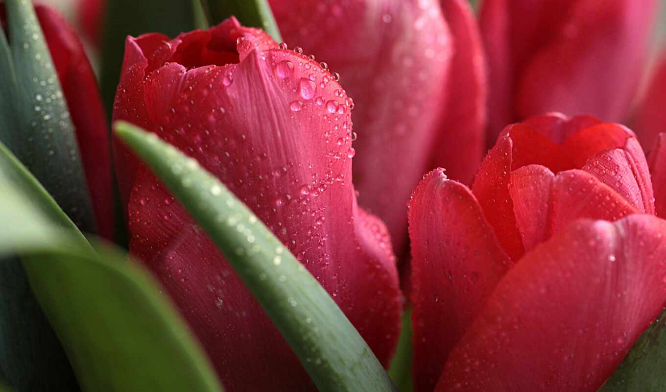 flowers, drop, macro, water, tulip