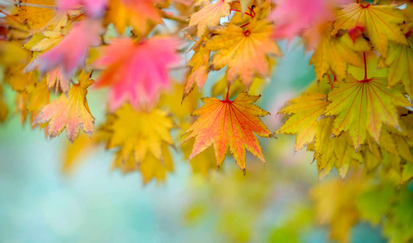 autumn, foliage, autumn, blurring, photophone