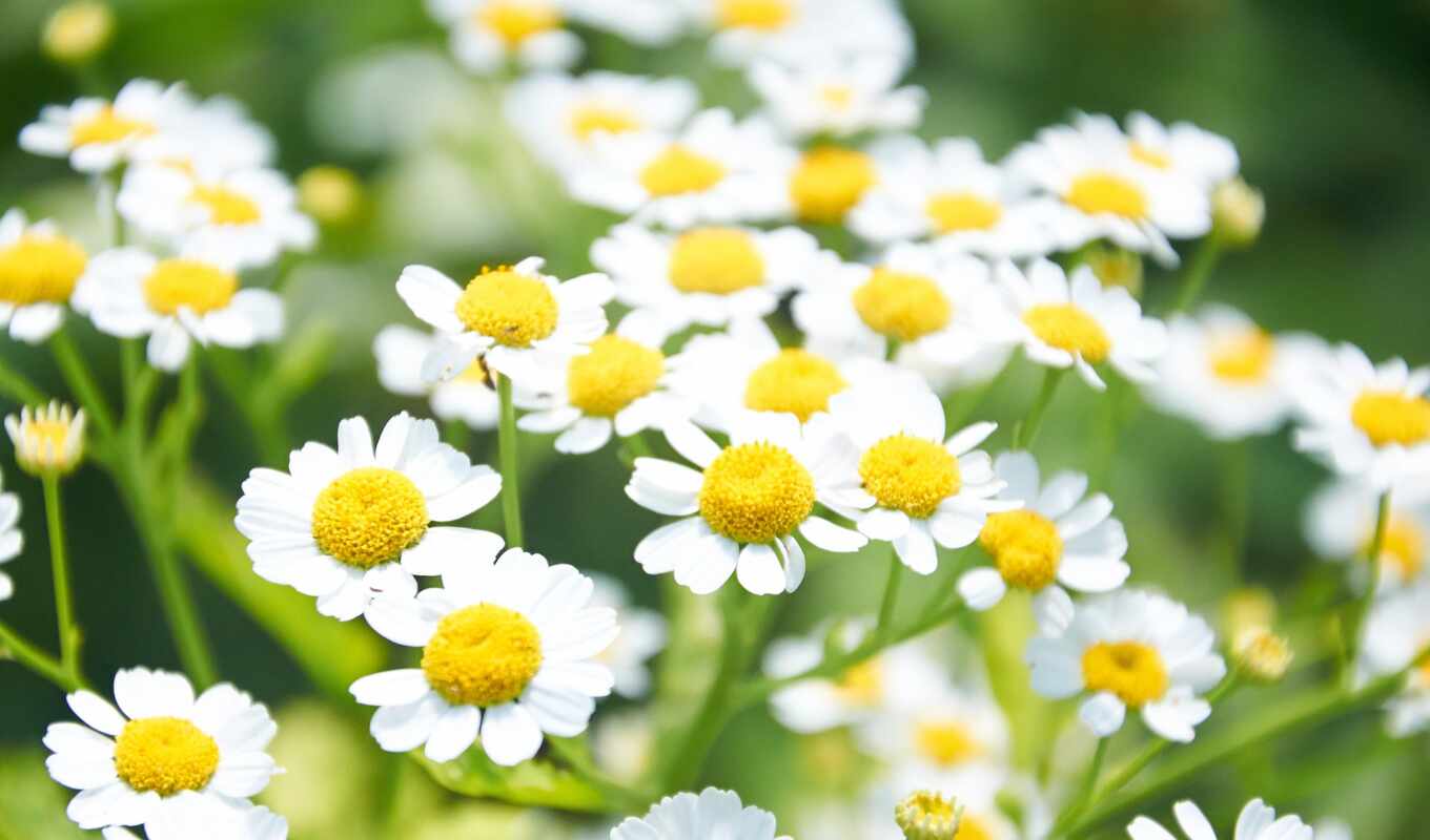 white, flowers, daisy, daisies, ромашка