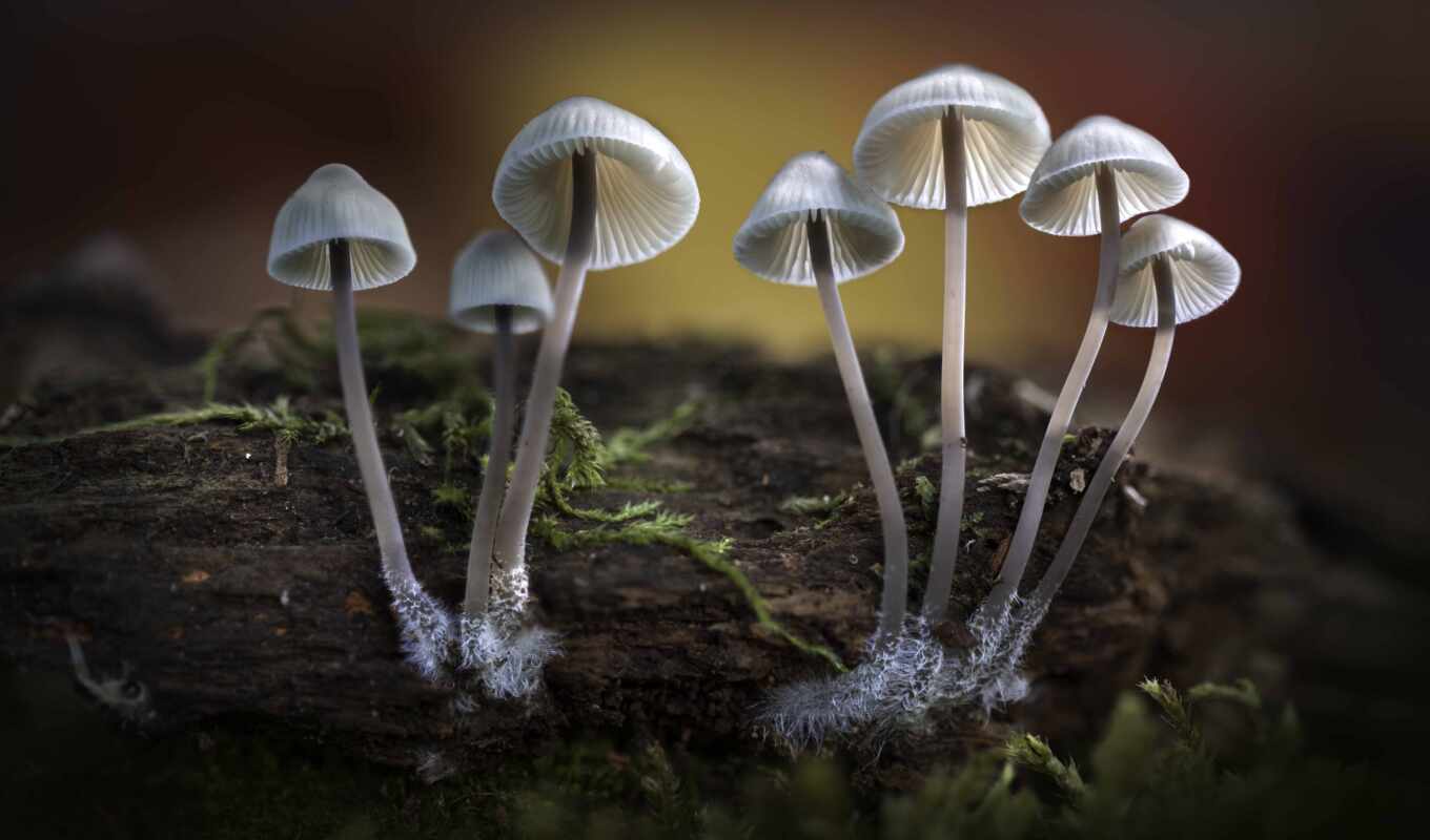 осень, wood, mushroom, bonnet, fungus