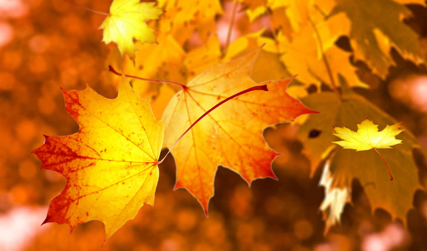 природа, лист, осень, maple, туземец, paustovskii