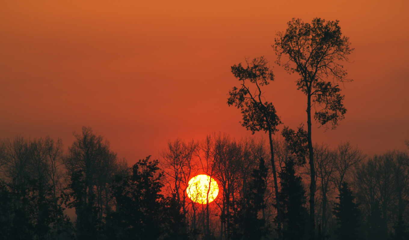 sun, sunset, forest