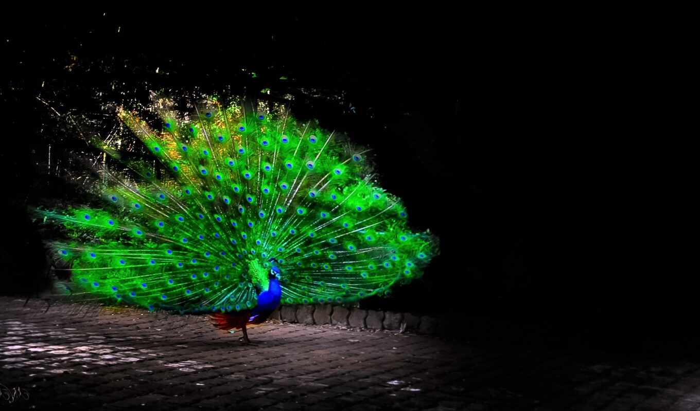 птица, animal, peacock
