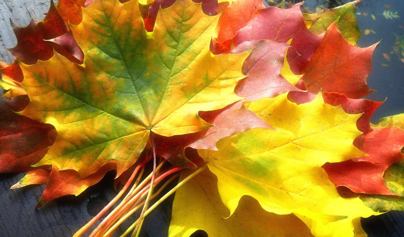 nature, autumn, foliage, maple, autumn, cucumbers, leaves, autumn, in autumn