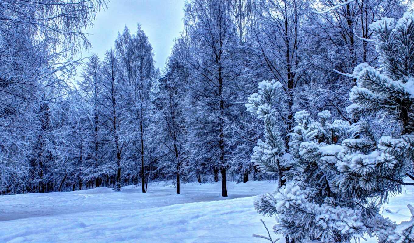 snow, winter, forest, blue, twilight, trees, winter, hero