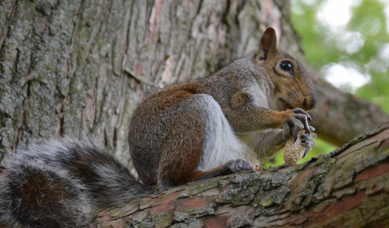 you, big, squirrels, nuts