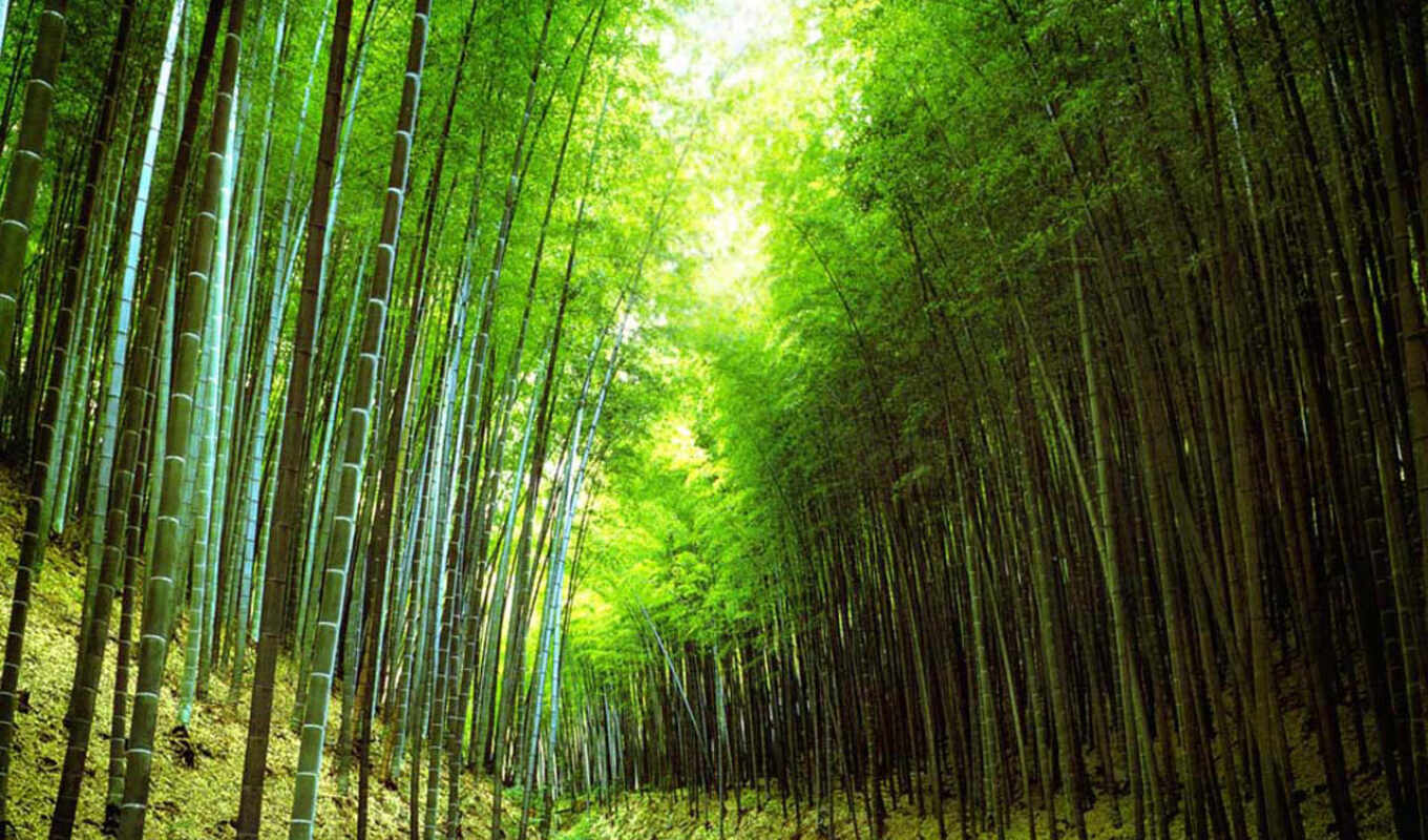 free, дерево, биг, height, бамбук, красивый, again, tre, shirokoformatnyi