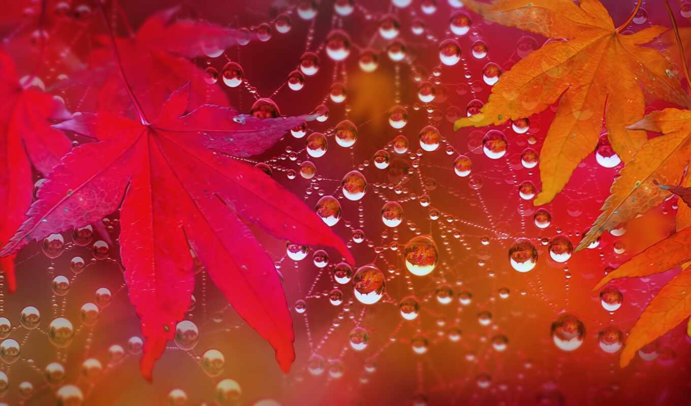 wall, dee, autumn, paper, leaf, leaves, autumn, krople, autumn, leaf, paj-China