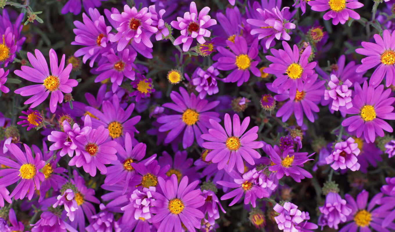 природа, цветы, телефон, mobile, home, purple, растение