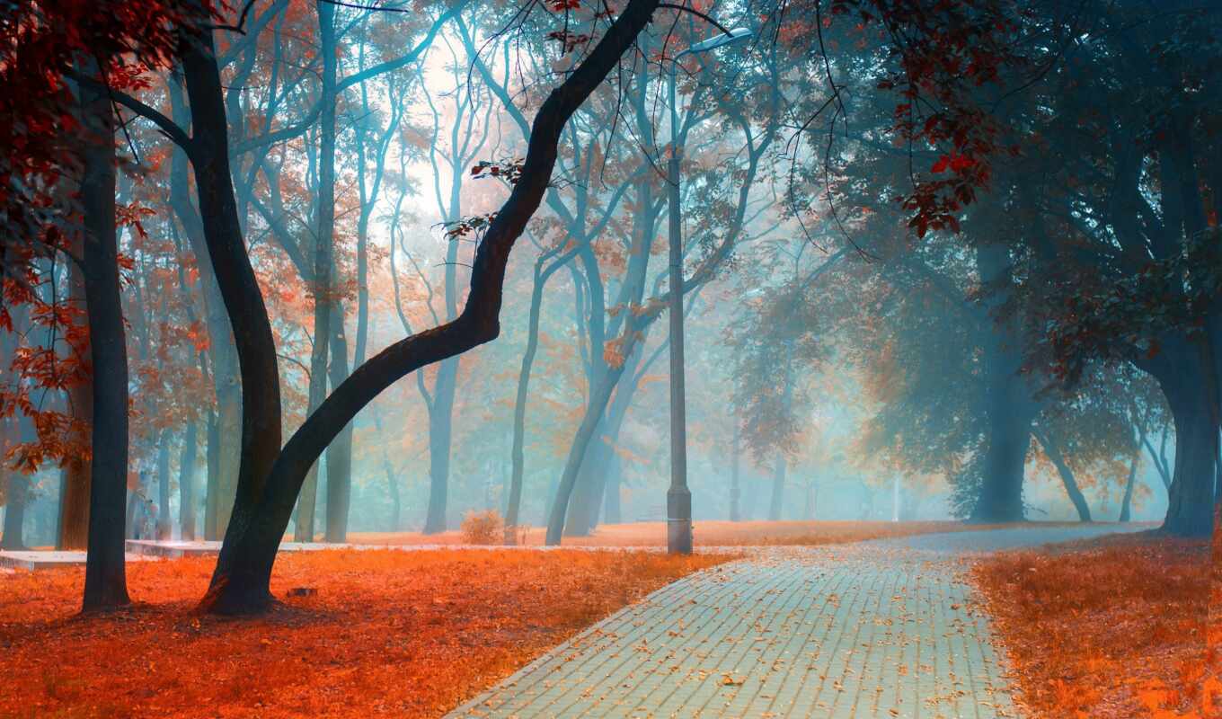 лист, дерево, осень, красивый, туман, дорогой, аллея