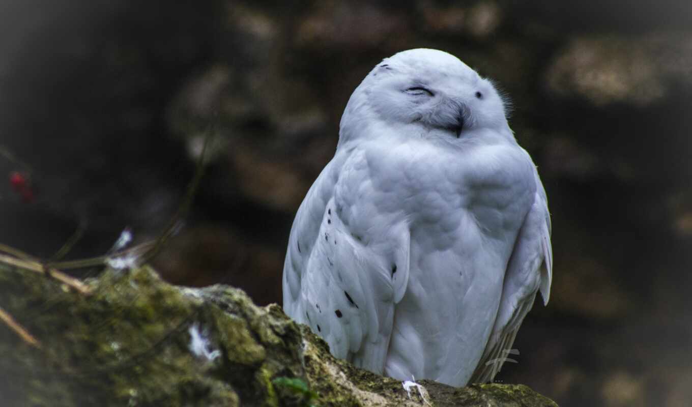 white, owl