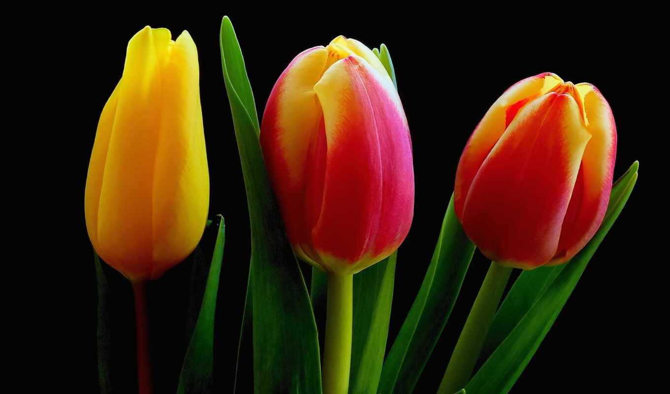 petal, tulip, funart