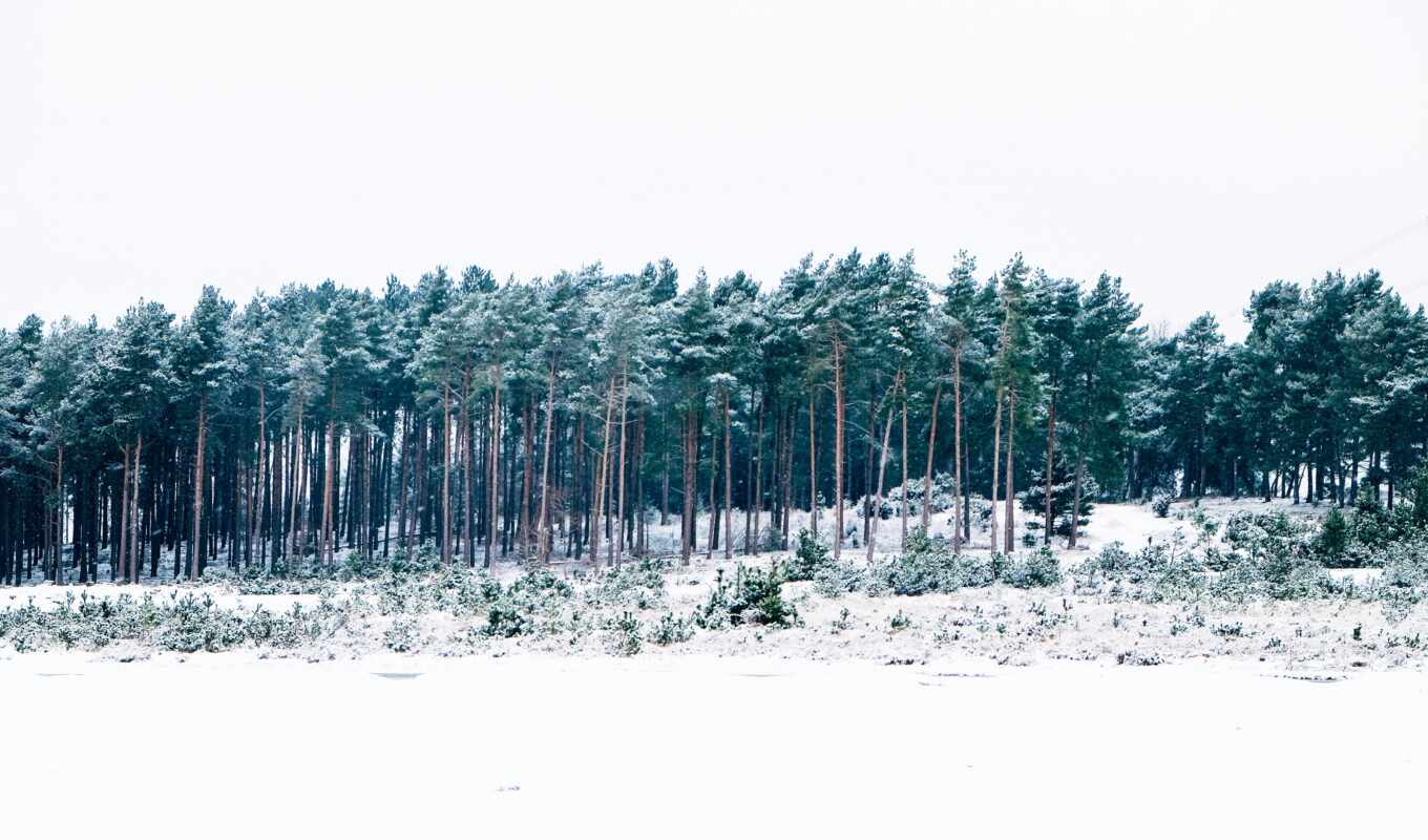 дерево, снег, winter, лес, peace