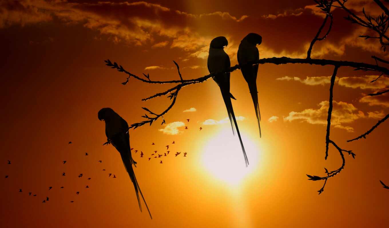 sun, закат, птица, попугай, branch, сумерки