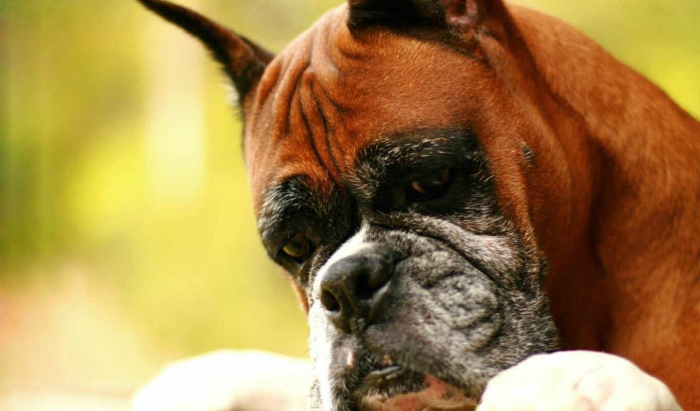 evil, dog, animal, boxer