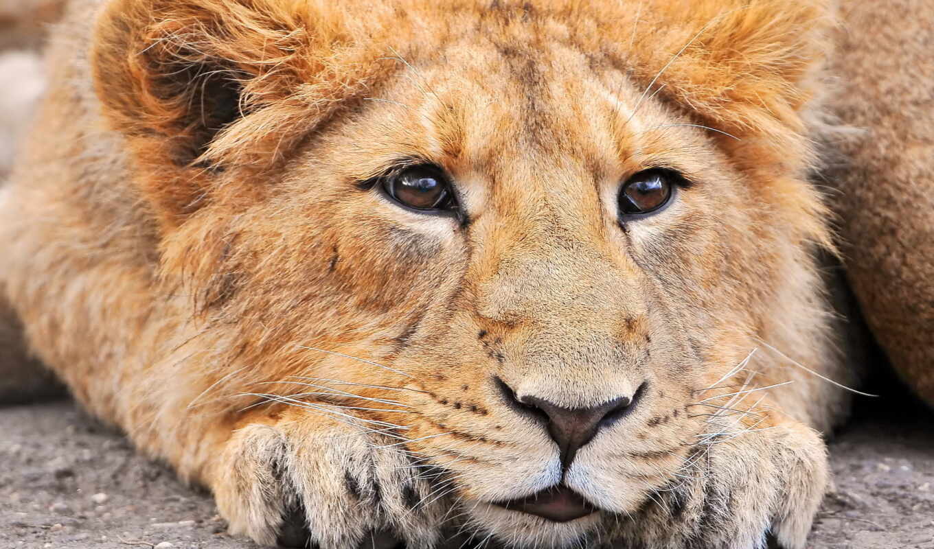 eye, lion, eyes, cat, see, zoo, animal, the cub, london, nose, a mammal