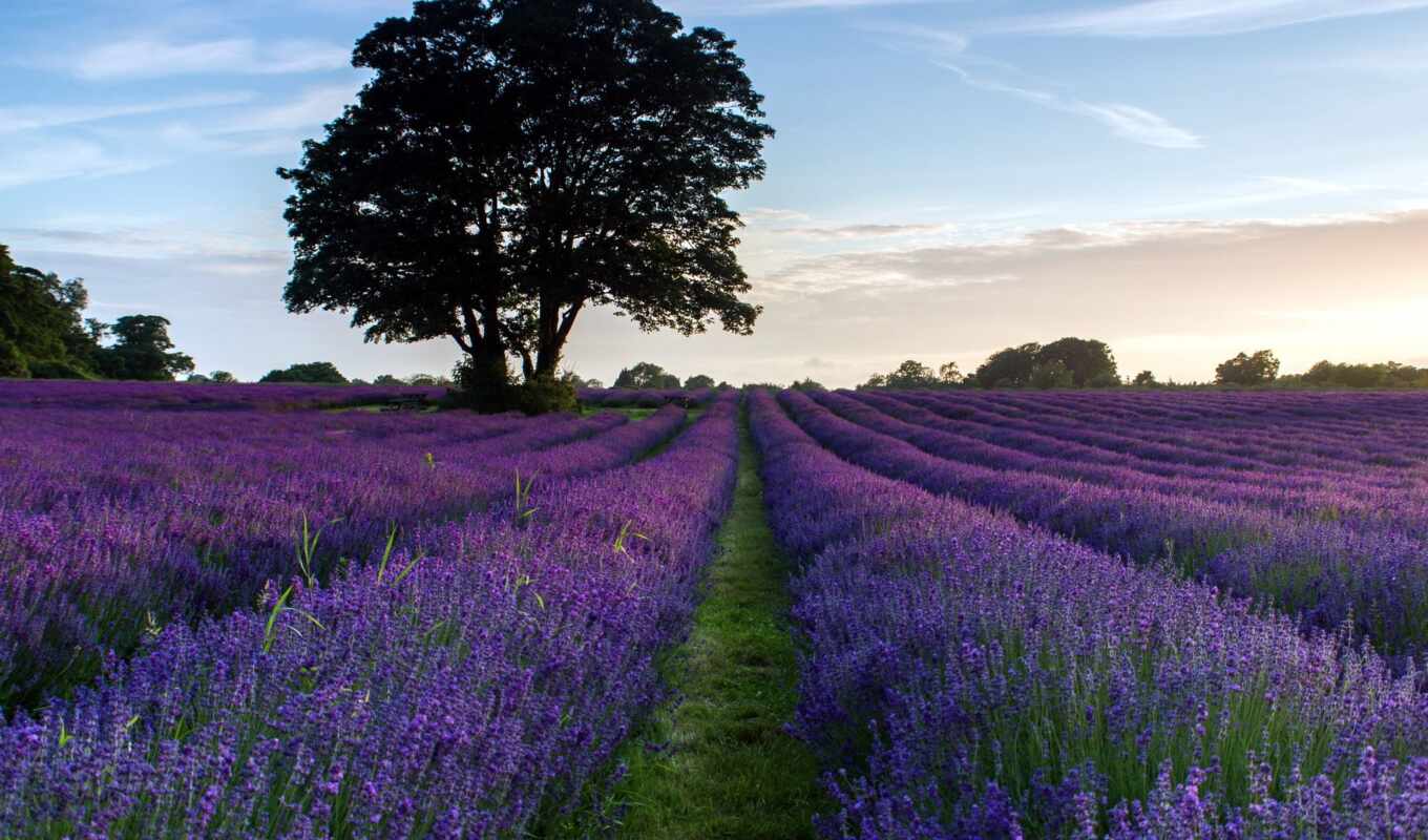 free, lavender