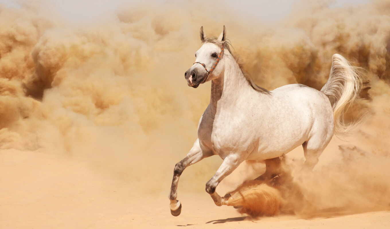 white, белая, лошадь, песок, лошади, картины, ани, модульные, фотопанно, фотообои