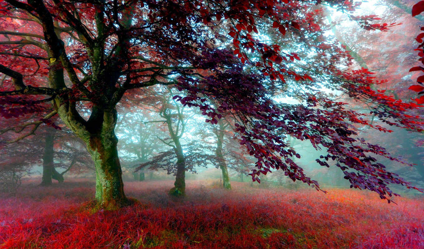 природа, трава, лес, осень, листва, утро, color, trees, туман