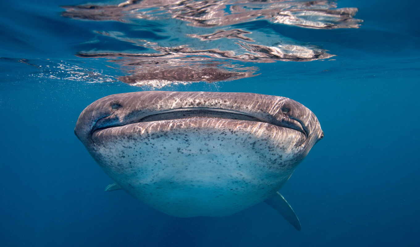 picture, sea, big, the world, the most, fish, whale, shark, sharks, whale