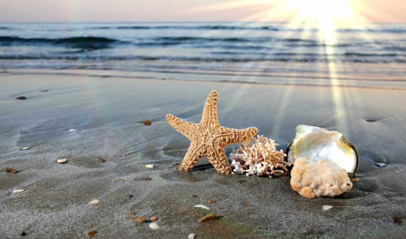 free, water, shell, beach, sea, sand, shells