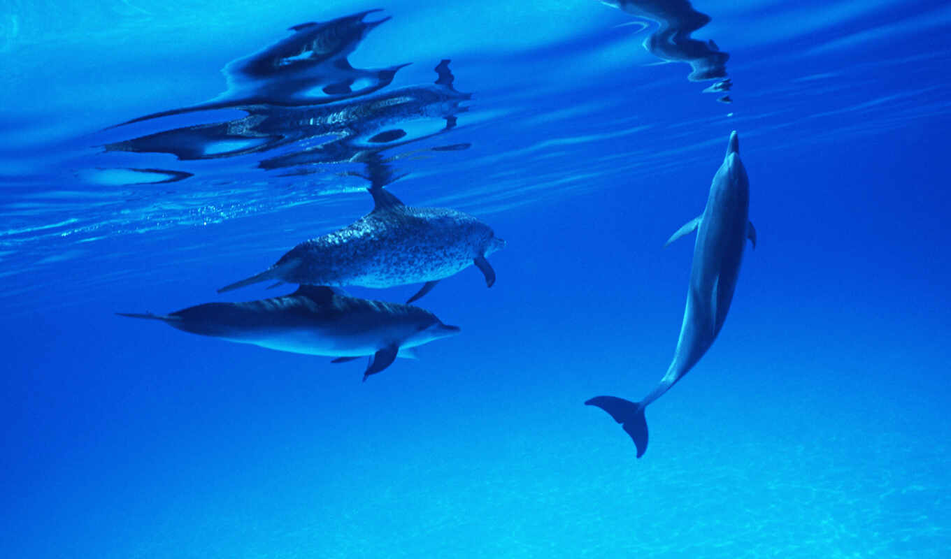 cool, дельфины, дельфин, zhivotnye, devushki, dolphins