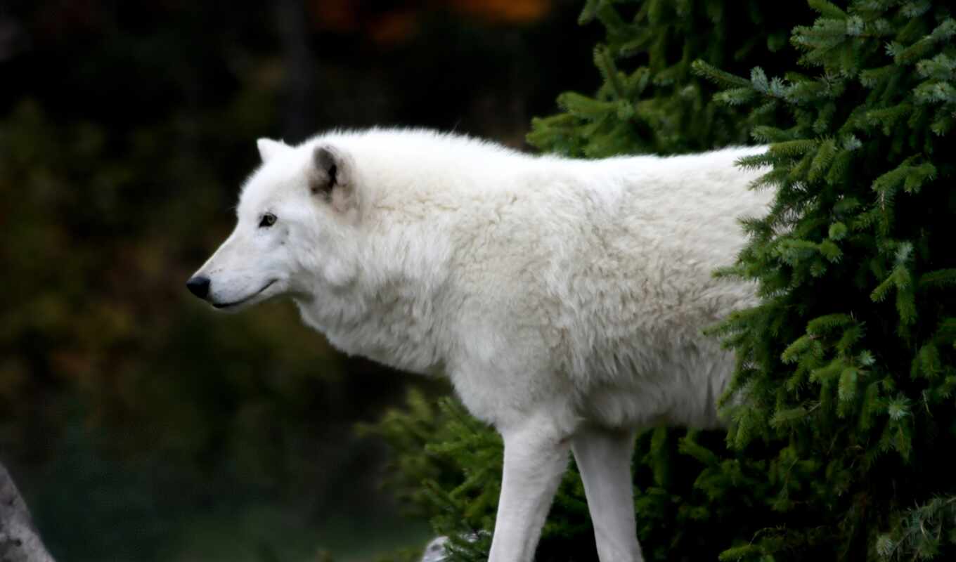 волк, месяцев, polar, обитает, которые, пережить, регионов, полярных, пространствах, обширных, погружены