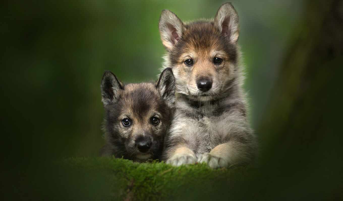 dog, fond, breed, wolf, plan, id, smartphone, free, back, tamas