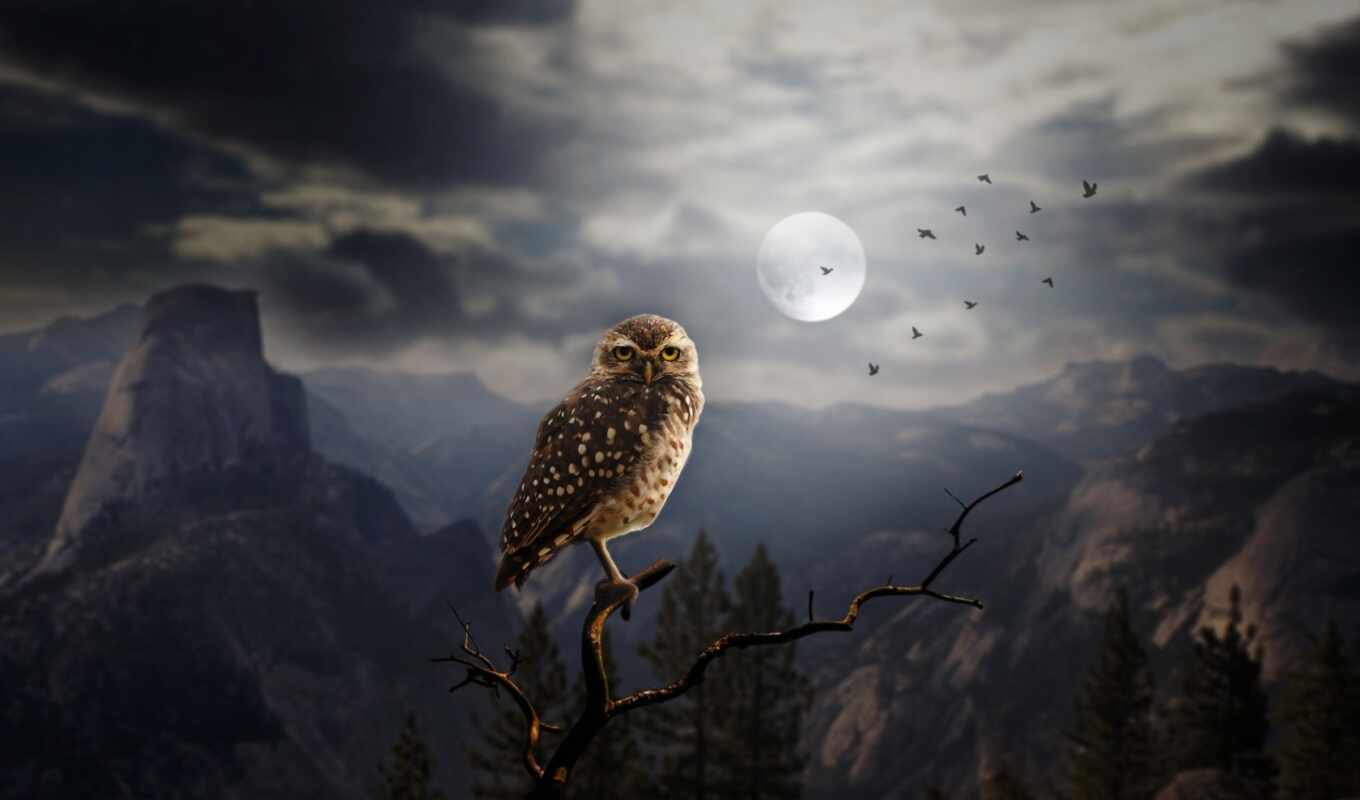 tree, night, moon, situation, owl, bird, branch, a shadow, tarot