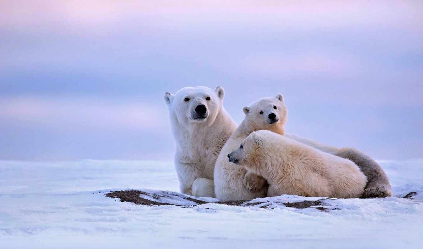 white, снег, winter, медведь, animal, medvezhonok